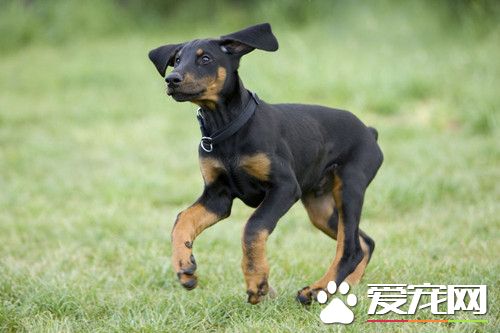 如何訓練狗狗不亂吃東西 禁止犬撿地面食物