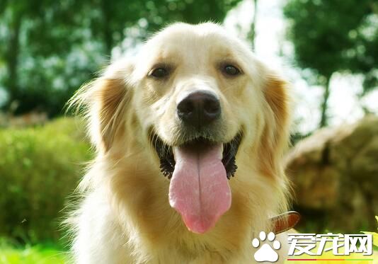 狗廁所怎麼用 如何正確訓練狗狗撒尿