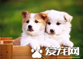 狗狗隨地大小便怎麼辦 訓練狗狗固定地點大小便