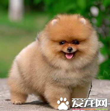 博美狗狗怎麼訓練 糾正它亂撒尿的毛病
