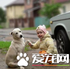 怎樣教狗狗握手 簡單又方便的訓練方法