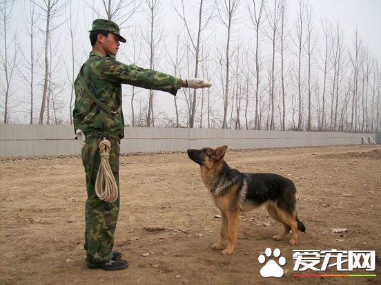 如何教狗狗聽話 培養狗狗的“勞動”欲望
