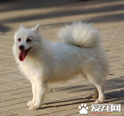 銀狐犬怎麼訓練 銀狐犬訓練需要注意的事項