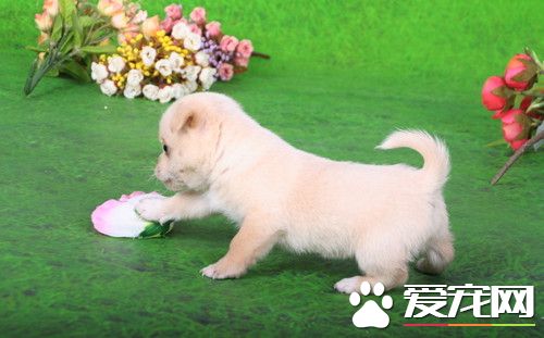 怎樣訓練工作犬 工作犬的基礎科目訓練