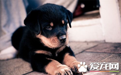 家庭訓犬方法 可以通過誘導的方式來訓練