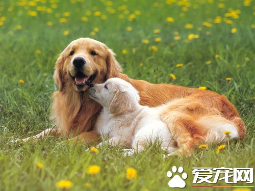 訓犬的方法 用強制手段適當加強機械刺激法