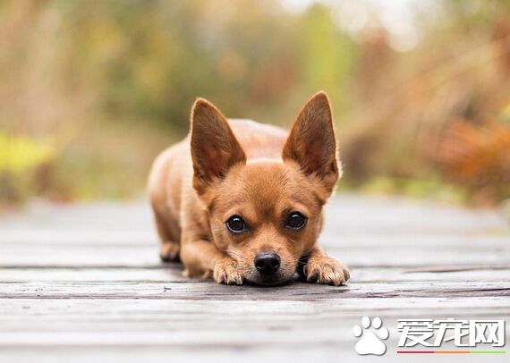 狗可以打嗎 盲目的打罵狗狗是錯誤的