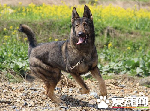 昆明犬怎麼訓練 可以利用狗狗的條件反射訓練