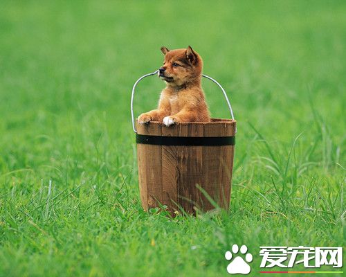 怎樣訓犬 使用機械刺激可迫使犬做出動作