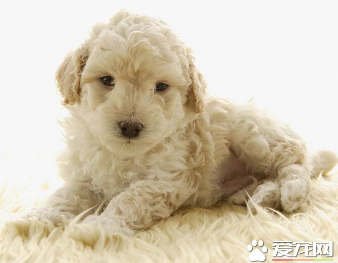狗咬東西怎麼辦 一定要合理的引導它們