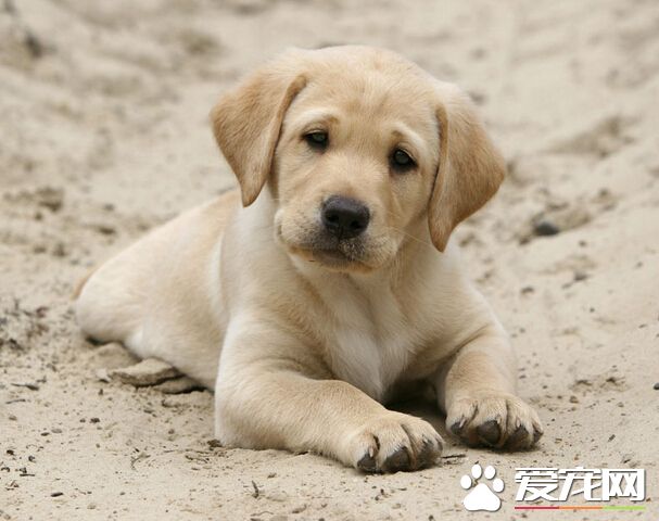 怎樣才能訓好狗 對狗狗要多包容和獎勵
