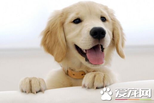 怎麼樣才能讓狗狗不叫 訓練方法很重要