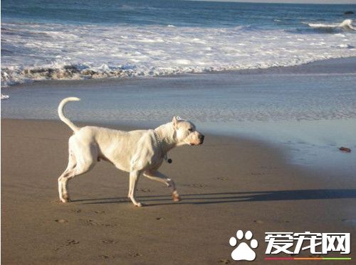 杜高犬怎麼訓練 杜高犬訓練需要注意事項