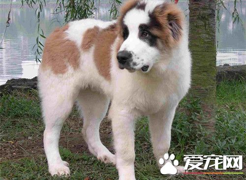 中亞牧羊犬怎麼訓練 循序漸進由簡入繁即可