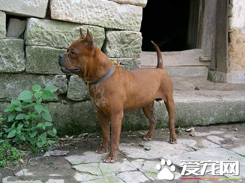 川東獵犬訓練方法 川東獵犬訓練需要注意事項