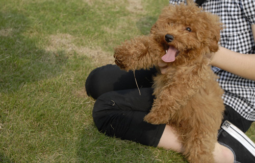 貴賓犬聰明嗎 有很高的可訓度哦