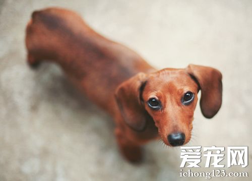 臘腸犬看家嗎 可以通過訓練來取得