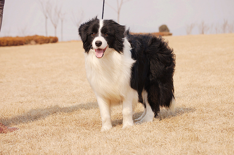 如何訓練邊境牧羊犬大小便  教你幾招常見方法