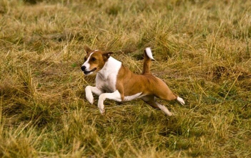 巴仙吉犬的訓練方法    熟悉主人氣味和口令
