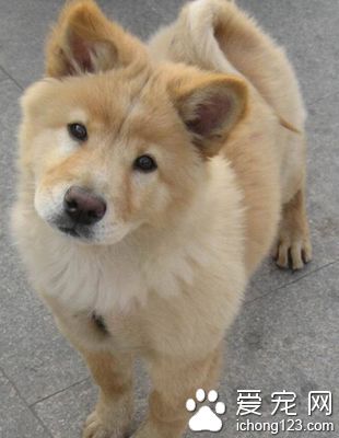 秋田犬好養嗎 秋田很聰明易於訓練