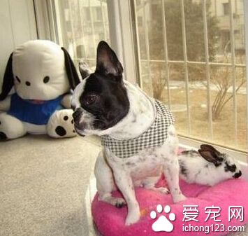 波士頓梗黏人程度 通過訓練提高其獨立性