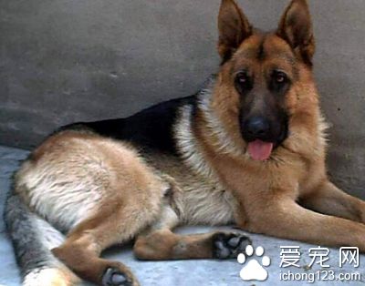 怎樣養好德國牧羊犬 從小就進行認食訓練