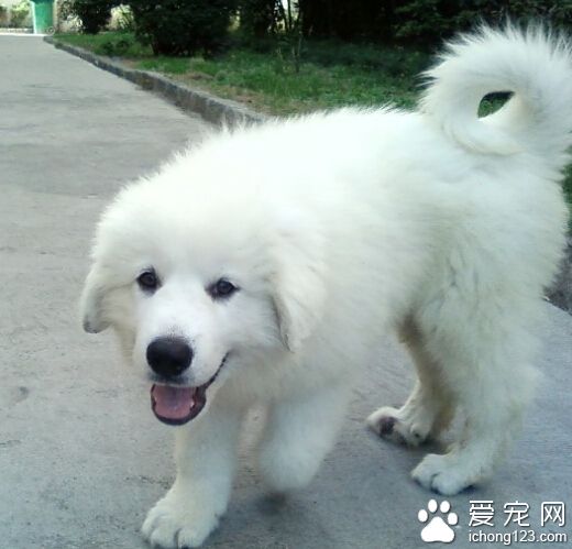 大白熊犬好訓嗎 工作服被評為“差強人意”