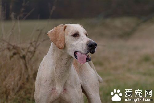 獵狐犬的智商 智商排名第46位不易訓練