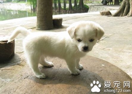 兩個月的狗狗一天沒拉屎 大小便訓練法