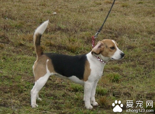 獵狗品種 獵犬是被經過專門訓練的狗狗