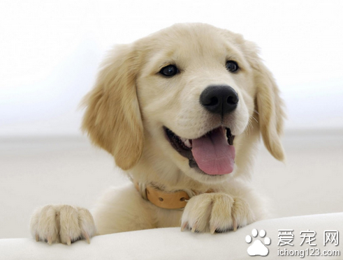 訓狗技巧 訓練狗狗的時候切記不能打罵