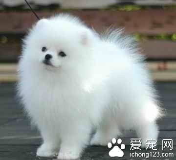 博美犬如何訓練 博美犬飼養上需要注意事項