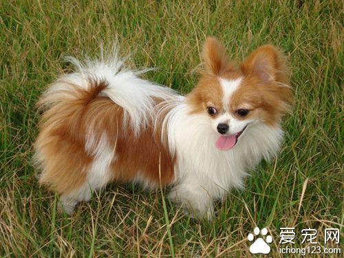 蝴蝶犬怎麼訓練 蝴蝶犬飼養上需要注意事項