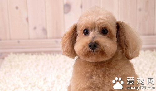 幼犬訓練 挑選健康幼犬的方法