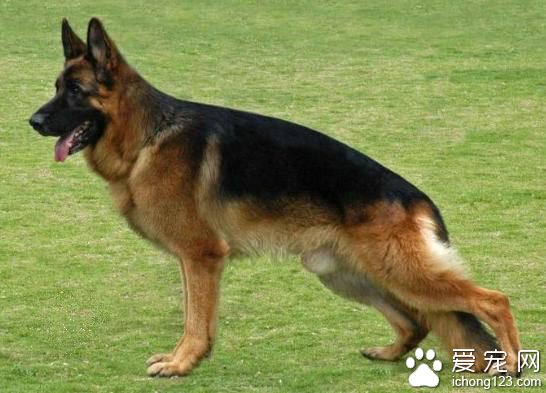 德國牧羊犬怎麼訓 德國牧羊犬飼養注意地方