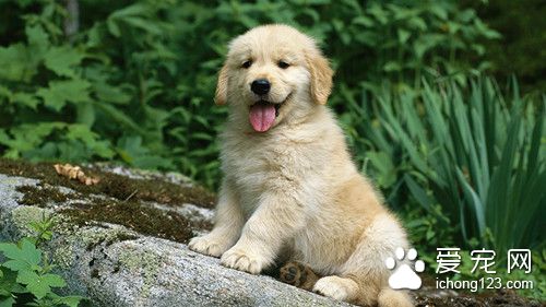 狗狗訓練大小便 訓練狗狗定時定點大小便