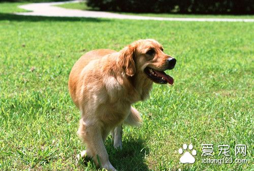狗訓練方法 狗狗室內訓練省時省力