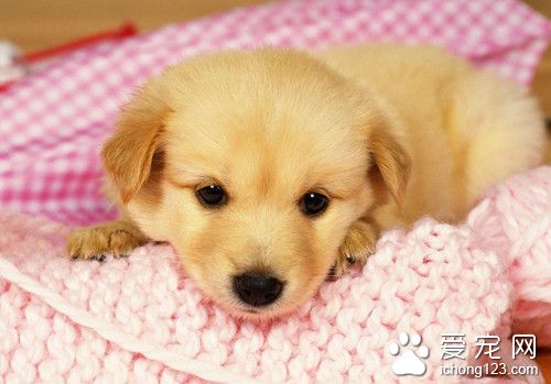 狗狗大小便訓練 室內訓練狗狗大小便流程