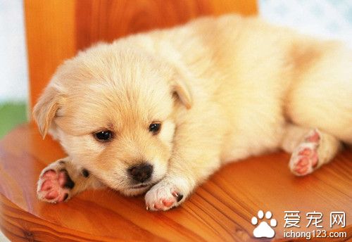 狗狗吃飯不嚼 詳解訓練狗狗的用餐禮儀