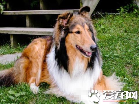 粗毛柯利犬怎麼訓練 掌握最佳訓練時期