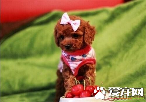 貴賓犬
