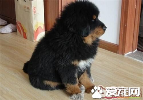藏獒