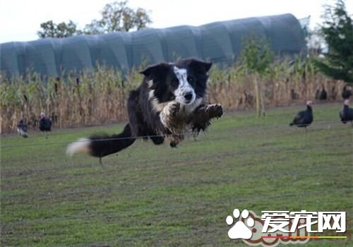 邊境牧羊犬