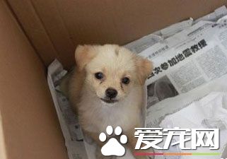 怎麼在箱子內訓練狗狗大小便？