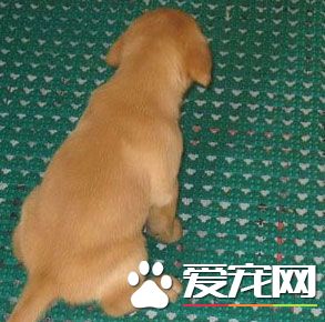 怎麼訓練狗狗在室內上廁所呢？