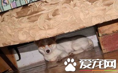 如果看見小狗在屋中大小便，可以打狗狗嗎？