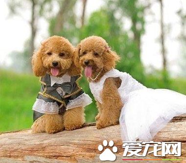 如何讓狗狗擺好姿勢照相呢？