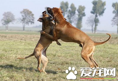 如何阻止狗狗總和別的狗打架呢？