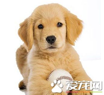 狗狗訓練最好的時期是什麼時候？