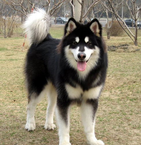 阿拉斯加雪橇犬馴養 從小訓練服從性